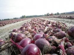 red onions