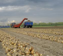 yellow onions